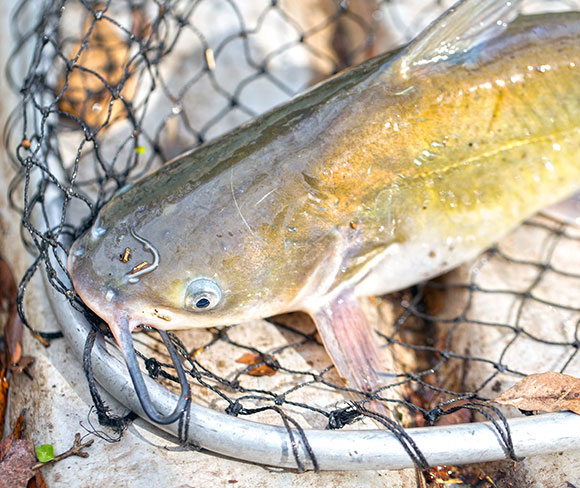 Catfish on top of net