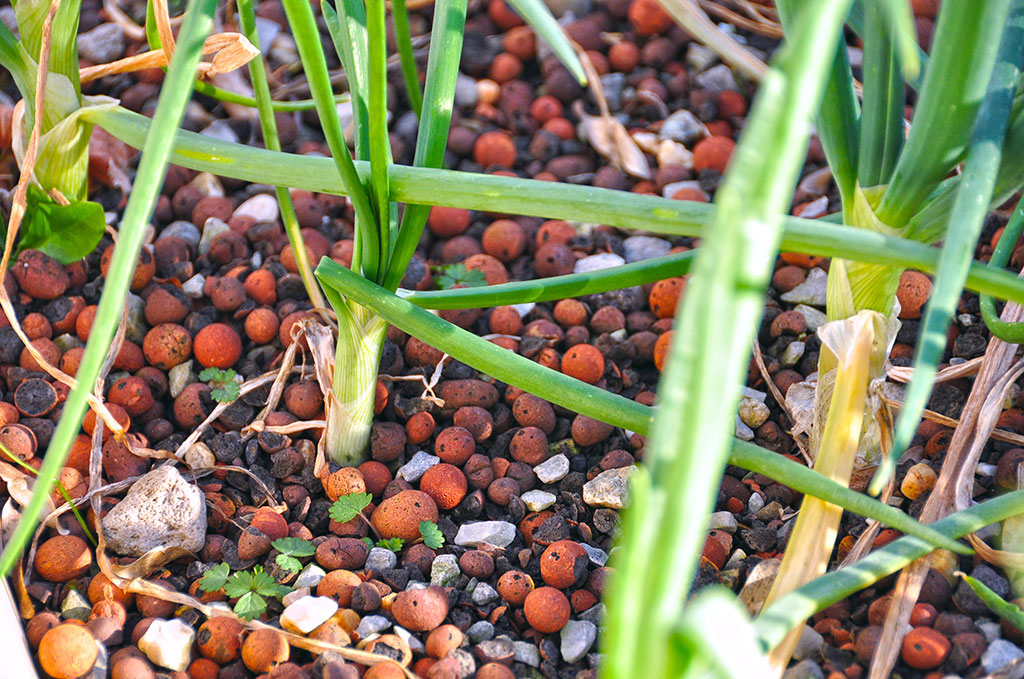 Stones and plants growing in a recirculating farm