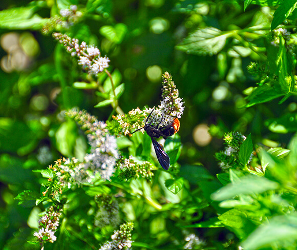 Bee pollinating a plant