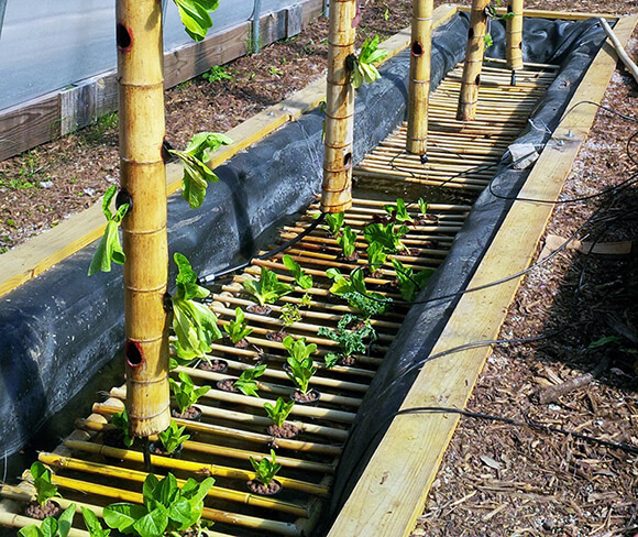 Recirculating Farms and Bamboo Hydroponic System