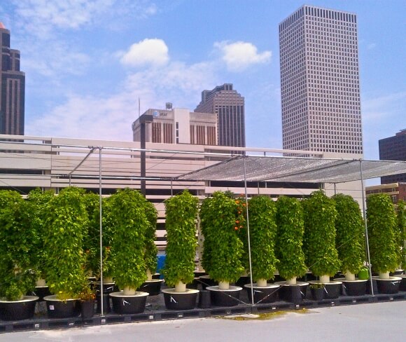 rooftop-hydro-towers-with-herbs