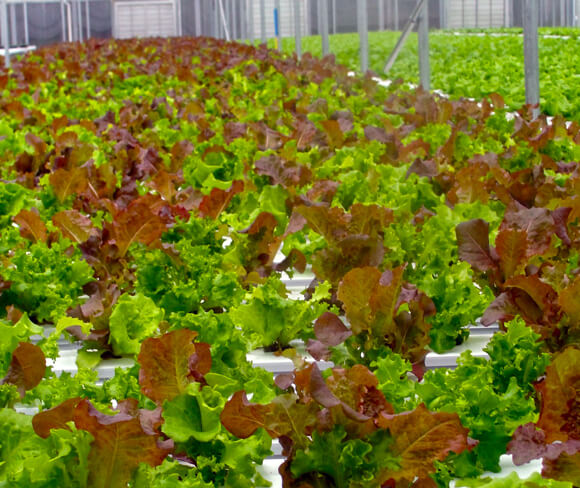 red-leafy-lettuce
