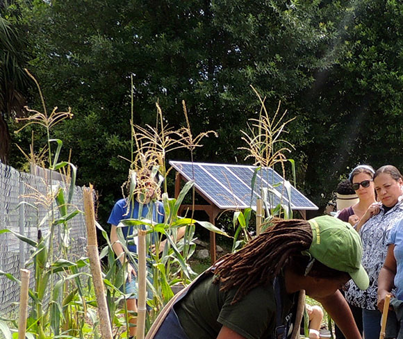 Solar Aquaponics